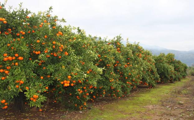 campo de naranjos